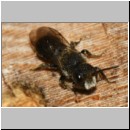 Heriades truncorum - Loecherbiene m09b 6mm.jpg